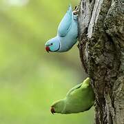 Rose-ringed Parakeet