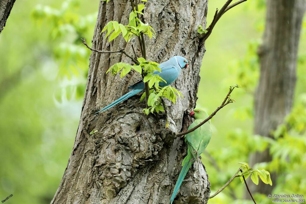 Rose-ringed Parakeetadult breeding