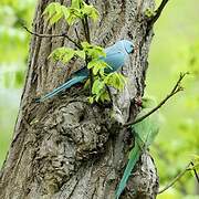 Rose-ringed Parakeet