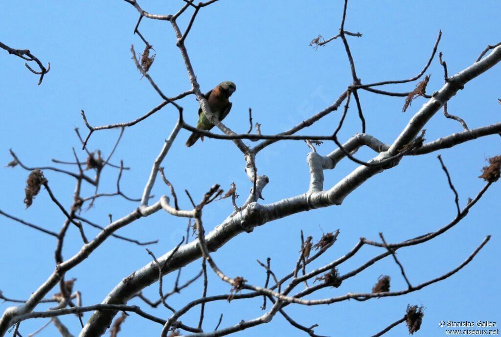 Red-breasted Parakeetadult