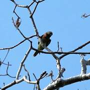 Red-breasted Parakeet