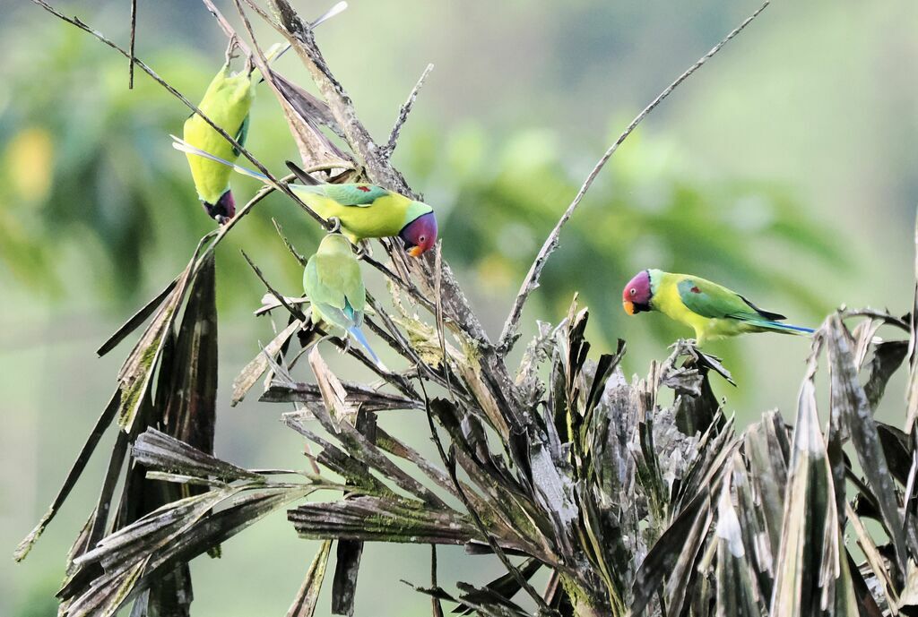 Perruche à tête pruneadulte, mange