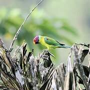 Plum-headed Parakeet