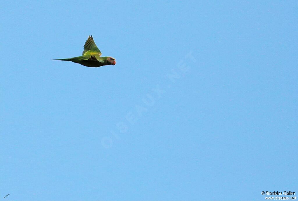 Blossom-headed Parakeetadult, Flight