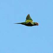 Blossom-headed Parakeet