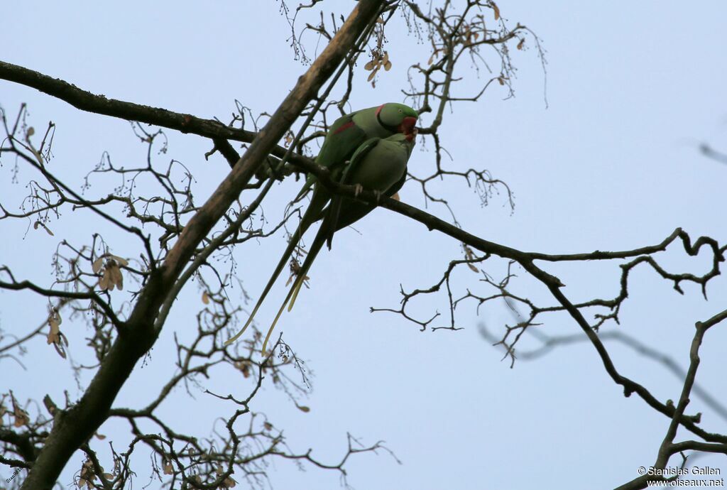 Alexandrine Parakeetadult breeding, mating.