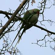 Alexandrine Parakeet