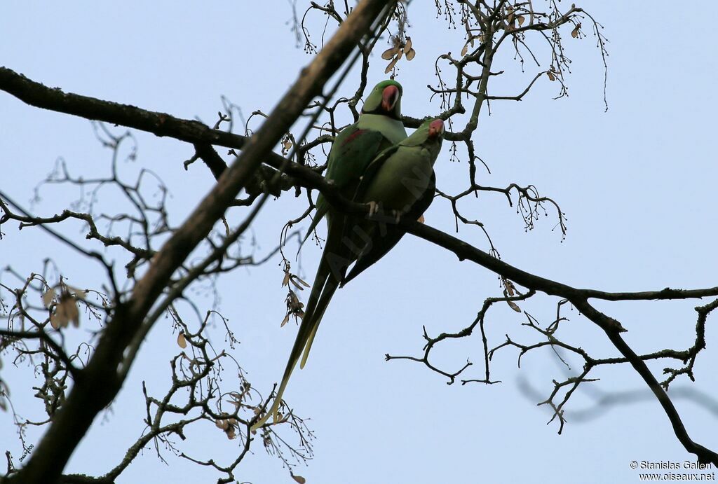 Alexandrine Parakeetadult breeding, mating.