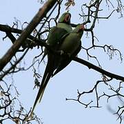 Alexandrine Parakeet