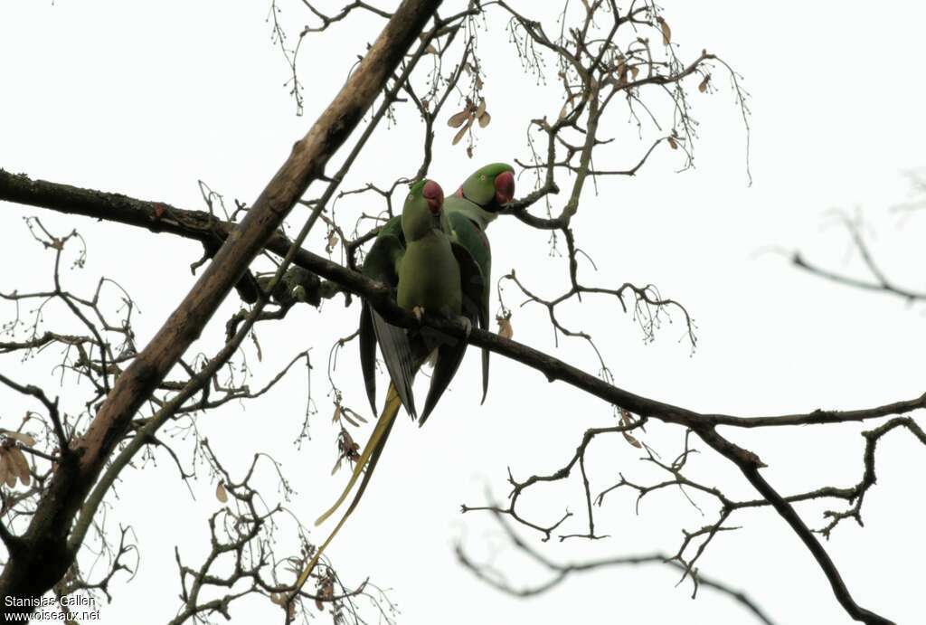 Alexandrine Parakeetadult breeding, mating.