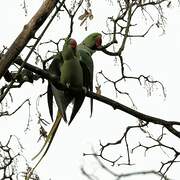 Alexandrine Parakeet