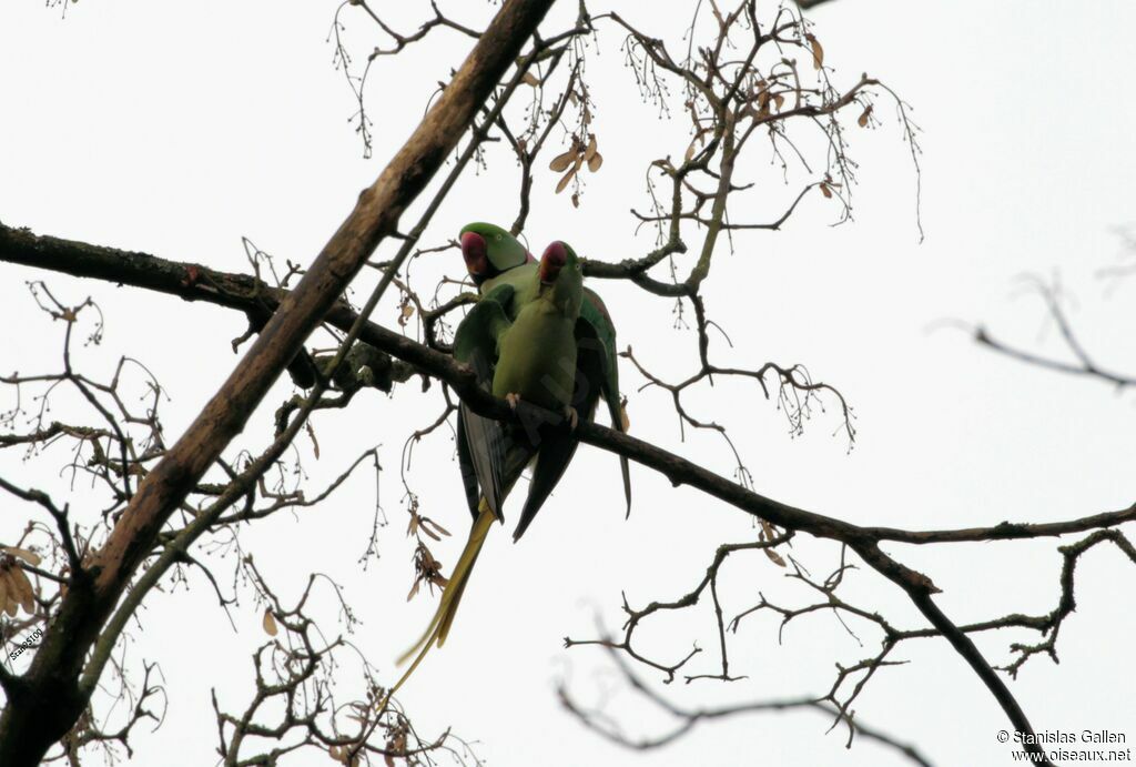 Perruche alexandreadulte nuptial, accouplement.