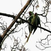 Alexandrine Parakeet