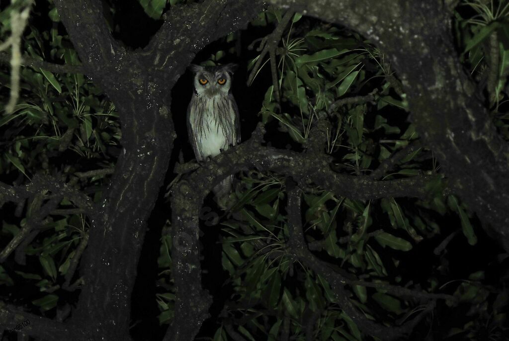 Northern White-faced Owladult