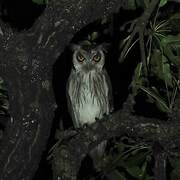 Northern White-faced Owl