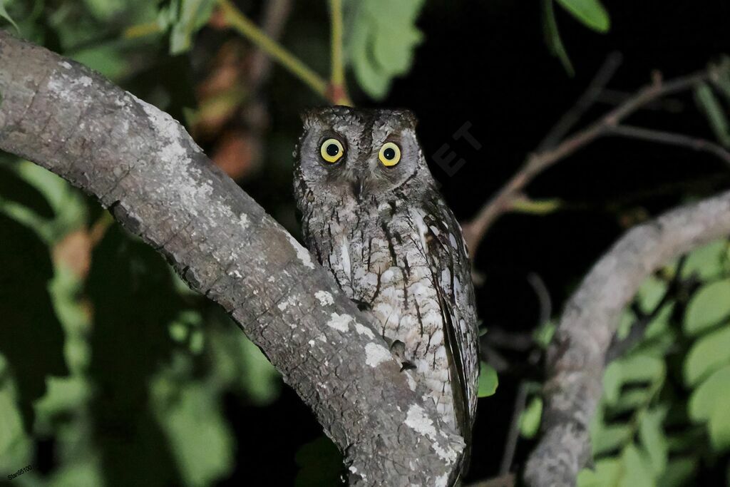 African Scops Owladult