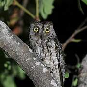 African Scops Owl