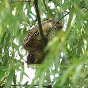 Tropical Screech Owl