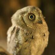 Eurasian Scops Owl