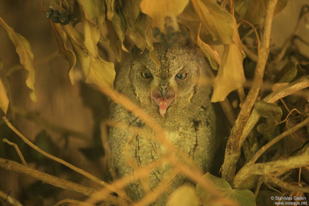 Eurasian Scops Owladult transition