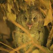 Eurasian Scops Owl