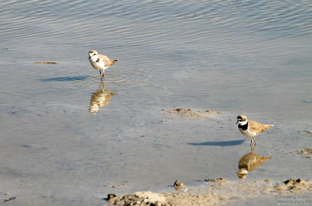 Little Ringed Ploveradult breeding, walking