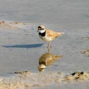 Little Ringed Plover