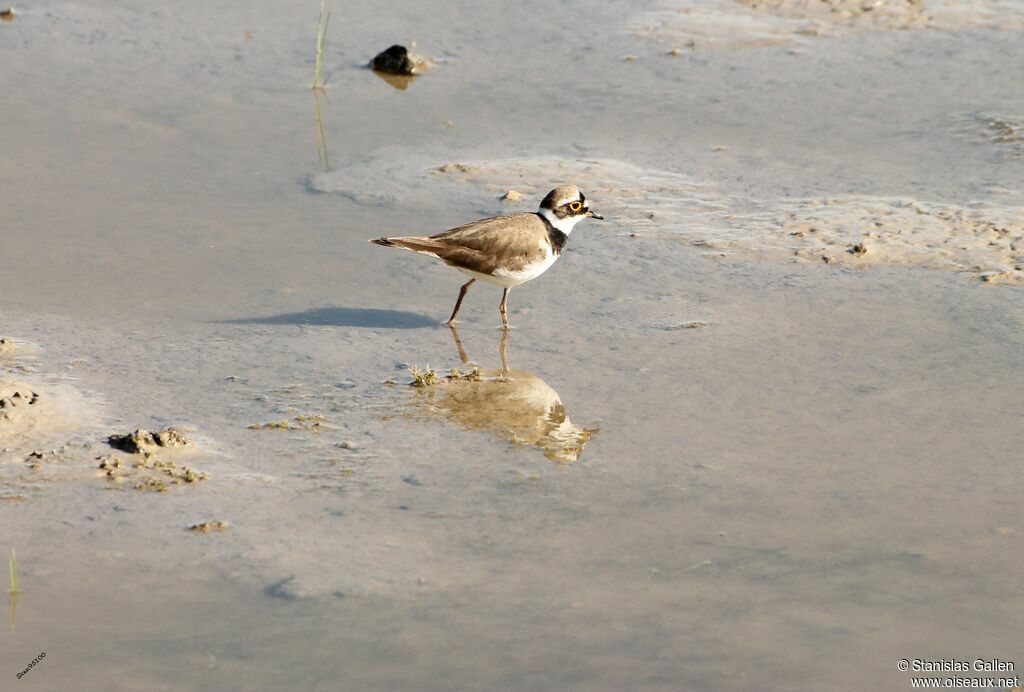 Little Ringed Ploveradult, walking