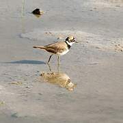 Little Ringed Plover