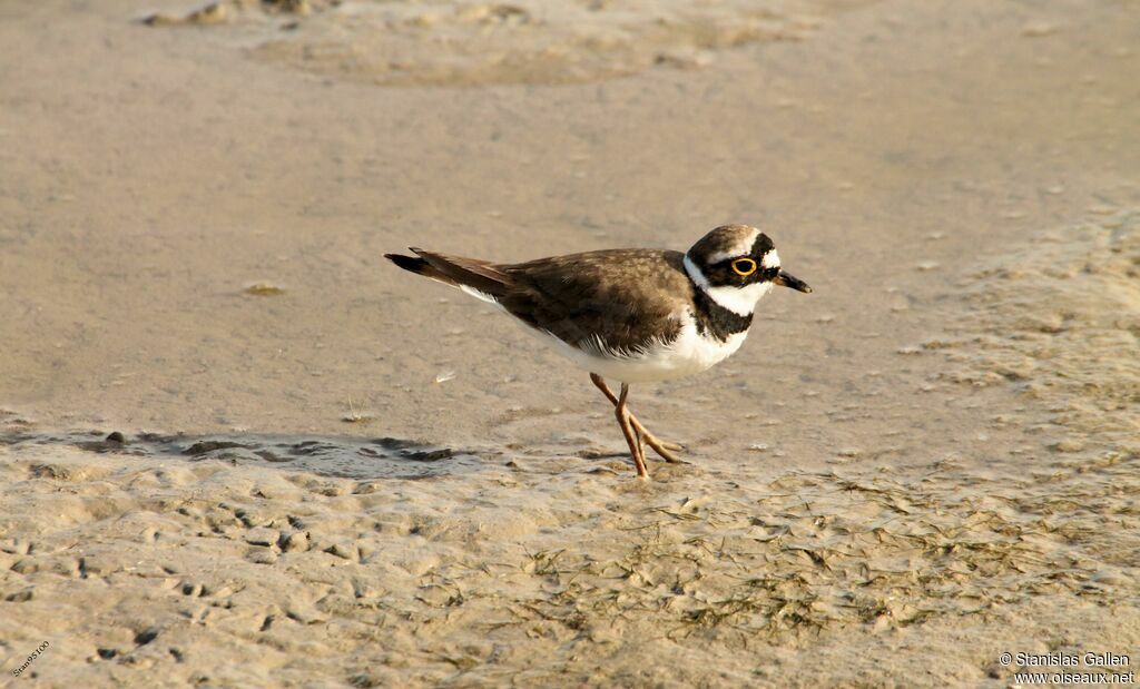 Little Ringed Ploveradult breeding, walking