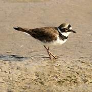 Little Ringed Plover