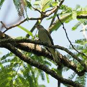 Lesser Honeyguide