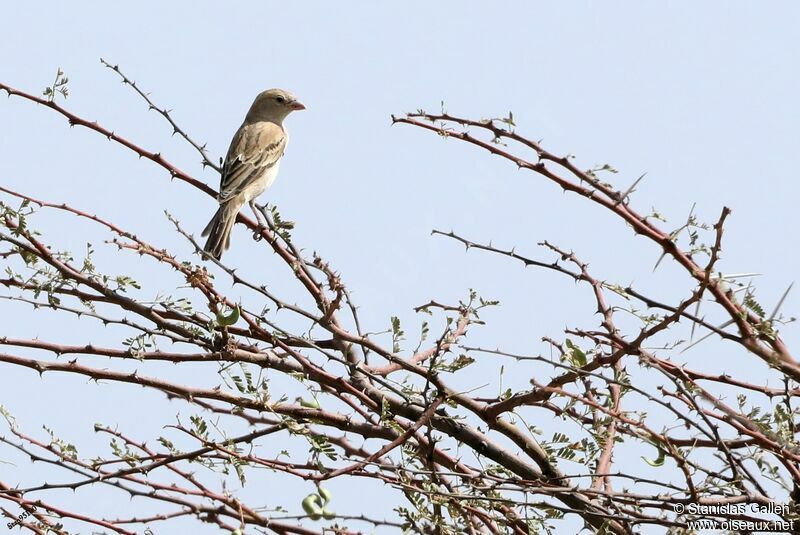 Sahel Bush Sparrowjuvenile