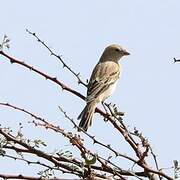 Sahel Bush Sparrow