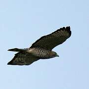 Broad-winged Hawk