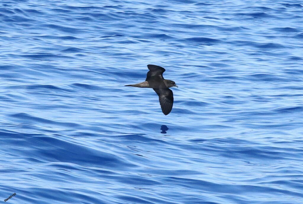 Bulwer's Petreladult, Flight