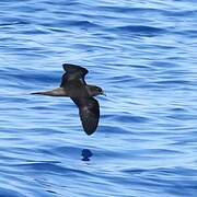 Bulwer's Petrel