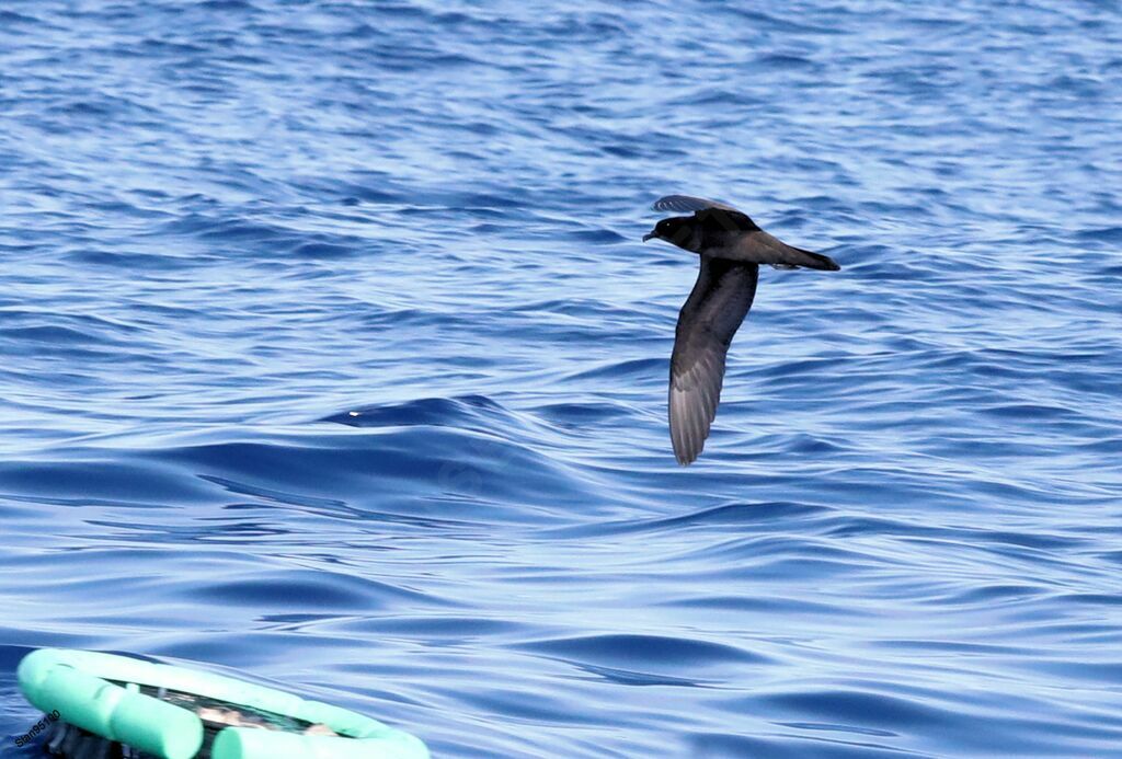 Bulwer's Petreladult, Flight