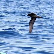 Bulwer's Petrel