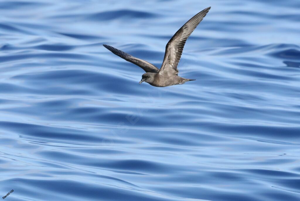 Bulwer's Petreladult, Flight