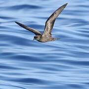 Bulwer's Petrel