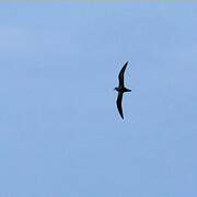 Zino's Petrel