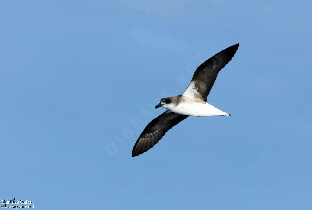 Desertas Petreladult, pigmentation, Flight