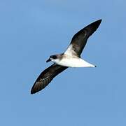 Desertas Petrel