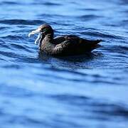 Southern Giant Petrel