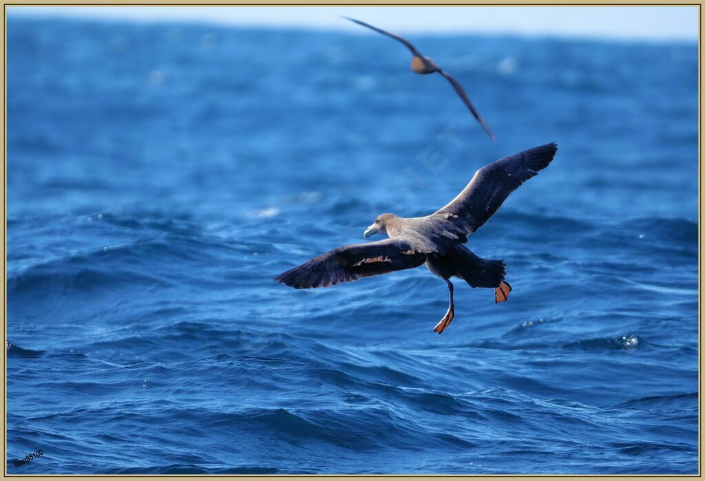 Southern Giant Petreladult, Flight