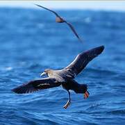 Southern Giant Petrel