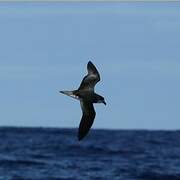 Fea's Petrel