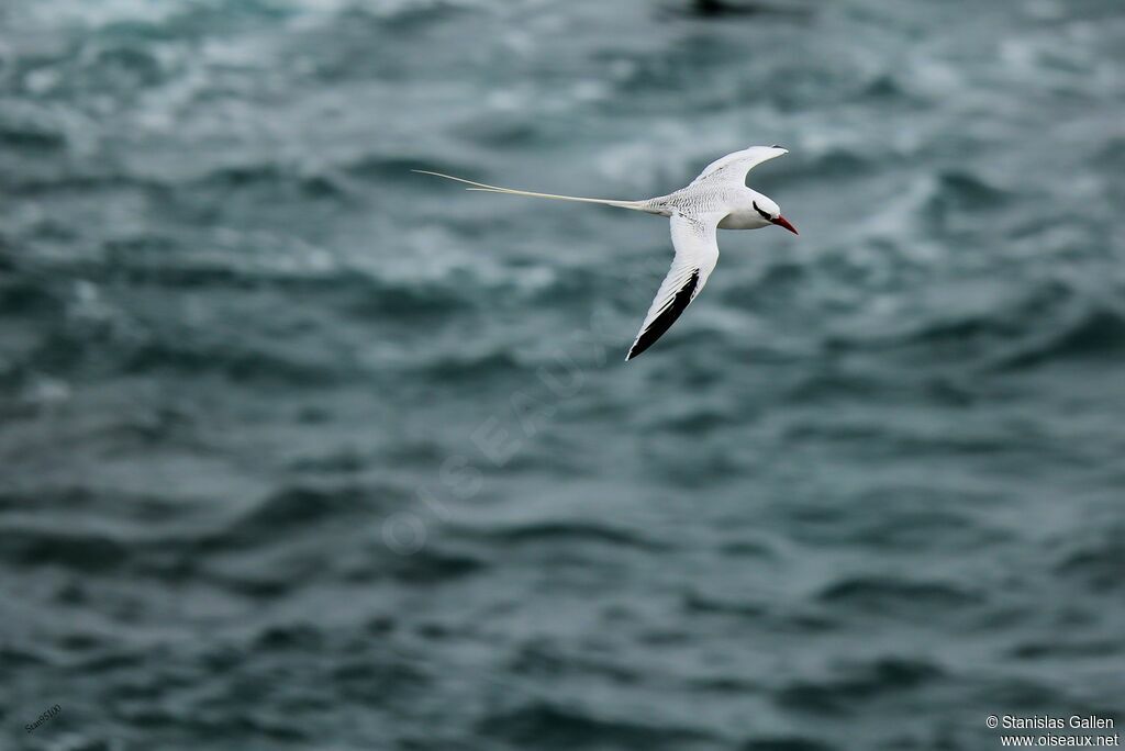 Red-billed Tropicbirdadult breeding, Flight