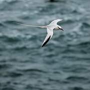 Red-billed Tropicbird